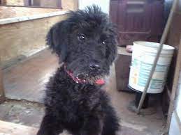 Whether you choose a mini schnoodle or a giant schnoodle, you'll get a dog that's intelligent, loyal, and friendly. Giant Schnoodle Dog Breed Information And Pictures