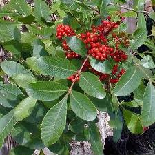 Image result for Schinus