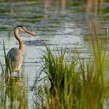 Black Bird With Blue Neck Ontario Great Blue Heron Ottawa Ontario By Michael Cummings Blue Heron Heron Ottawa