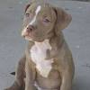 When looking for your perfect bullypit puppy, a lot of thought and care should go into trying to find a good breeder. 1