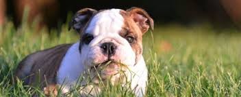 Our standard doggielawn is 16 x 24. Does Eating Grass Make Dogs Sick