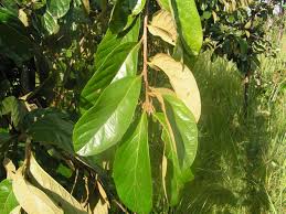 Image result for Antidesma venosum