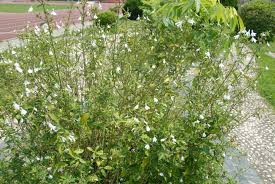 Image result for Rhinacanthus zambesiacus