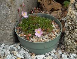 Image result for Talinum tenuissimum