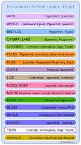 Essential oils are also amazing tools for relaxation, therapy, and beauty treatments. 22 Butterfly Express Quality Essential Oils Ideas Oils Essential Oils Essential Oil Recipes