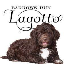 They have a bright, happy demeanor. Barrows Run Lagotto Top Quality Puppies Available