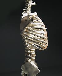 It is made up of curved bones called ribs. Human Rib Cage Side View Human Rib Cage Rib Cage Anatomy Human Ribs