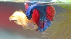 Mengenal lebih dekat ikan cupang. Proses Pembenihan Ikan Cupang Teknik Dan Cara Budidaya Yang Benar