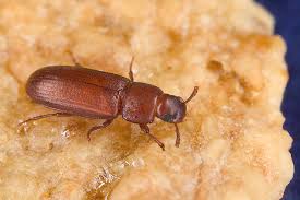 Insectes Alimentaires A T Nuisibles Deux Adresses Rodez Et Albi Besoin De Deratiser Desinsectiser Desinfecter Traitement Termites Contactez Nous Au 06 59 19 33 11 Ou 06 49 37 16 04 Devis Gratuit