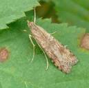Nomophila nearctica – Lucerne Moth | Prairie Haven