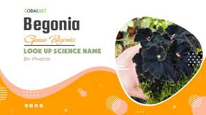 Image result for Begonia poculifera