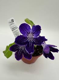 Image result for Streptocarpus leptopus
