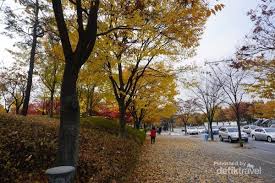 Berburu wallpaper yaitu sebuah kegiatan yang pastinya sering dilakukan tidak terkecuali mencari gambar pemandangan. Indahnya Autumn Di Seoul Forest Korea Selatan Klik Indo News