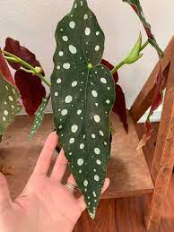 Finally Got My Dream Plant Polka Dot Angel Wing Begonia Houseplants Plants Begonia House Plants
