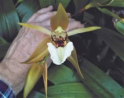 Image result for Aeranthes parkesii