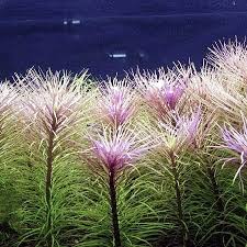 Image result for Pogostemon aquaticus