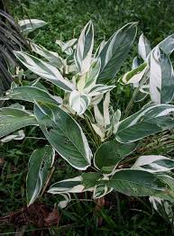 Image result for Maranta arundinacea