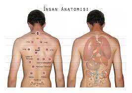 Amended Points Chart With Organ Names Hijama Cupping London In 2020 Cupping Therapy Hijama Hijama Points