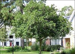 Japanese Blueberry Tree Flowering Trees Blueberry Tree Backyard Plants Hedge Trees