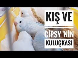 Muhabbet Kusu Kis Ve Cipsy 2 Kuluckasi Youtube Muhabbet Kuslari Kusu Kis