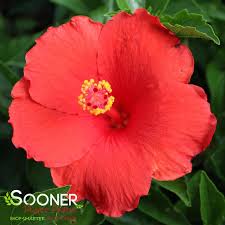 Image result for Hibiscus calyphyllus