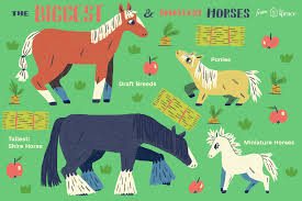 The Largest And Smallest Breeds Horses In The World