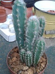 Wondering how much to water cacti? Pilosocereus Glaucescens Cactus Plants Plant Aesthetic Cactus Garden