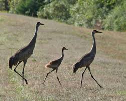 Water Birds Of Central Florida Marsh Birds North Central Florida World Birds Backyard Birds Birds