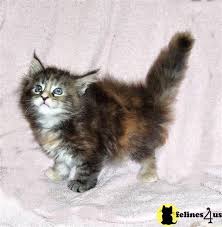All lines dna tested & healthy. Pin On Warm Fuzzy