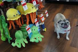 See everything that's on sale! Aurora Resident Opens New Pet Supplies Plus In Twinsburg
