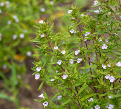 Image result for Satureja