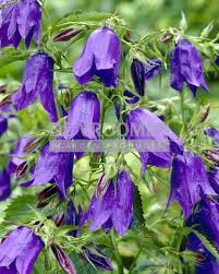 Image result for Campanula edulis