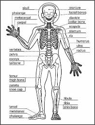 Homeschool Learning About The Skeletal System Earth Mama S World Skeletal System Worksheet Skeletal System Activities Skeletal