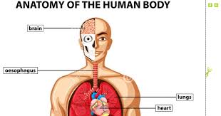 Explore the anatomy systems of the human body! Human Anatomy Chart Mega Wallpapers