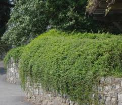 Image result for Jasminum nudiflorum