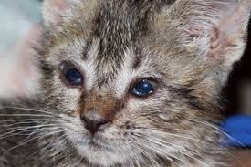 Biasanya selain menyebabkan mata berair juga menyebabkan mata merah pada kucing. Berita Kucing Sakit Mata Terbaru Hari Ini Bobo