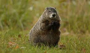 Maybe you would like to learn more about one of these? Woodchuck Or Groundhog Wildlife Illinois
