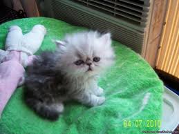 A wild n sweet bengal kitten has received lots of love and will seduce you, as much by his endearing and affectionate behavior as by his legendary. Adorable Persian Kittens 4 Sale Price 350 00 For Sale In Colorado Springs Colorado Best Pets Online