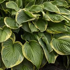 Image result for Ozoroa marginata