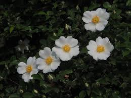 Image result for Rosa laevigata