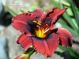 We did not find results for: Plantfiles Pictures Daylily Velvet Eyes Hemerocallis By Calif Sue