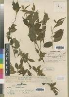 Image result for Acalypha chirindica