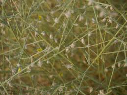 Image result for Crotalaria chirindae