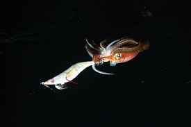 Yamashita Squid Jig And Carnarvon Calamari Moose Art Fish Cephalopod
