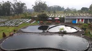 Kolam Cinta Di Kaki Gunung Sindoro Sensasi Dinginnya Luar Biasa Tribunnews Com Mobile