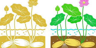 Maybe you would like to learn more about one of these? Struktur Dan Fungsi Batang Halaman All Kompas Com