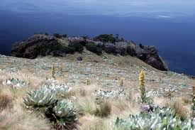 Image result for Clutia swynnertonii