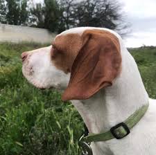 Both come in a number of color variations, but the colors vary somewhat. English Pointer German Shorthaired Pointer Home Facebook