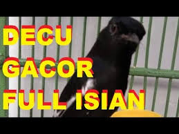 Download Suara Decu Gacor Full Isian Bikin Burung Lainnya Marah Mp3 3 6 Mb Kicau Siburung Com Burung ini punya kicauan merdu, lagu yang bervariasi. download suara decu gacor full isian