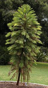 Image result for Araucariaceae